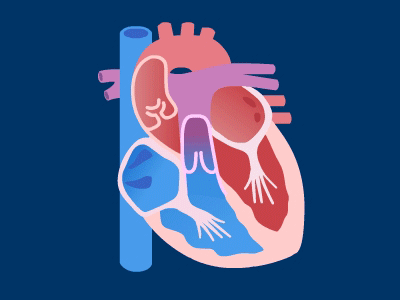 عملکرد دریچه های قلب